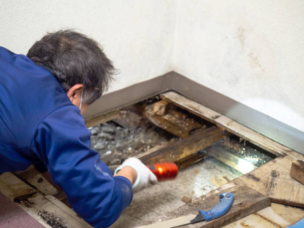 Best Fast Mold Removal  in Ford City, PA