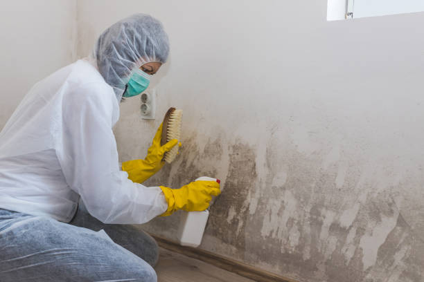 Best Certified Mold Removal  in Ford City, PA