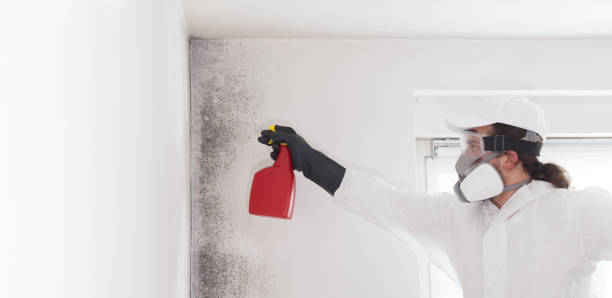 Best Professional Mold Removal  in Ford City, PA