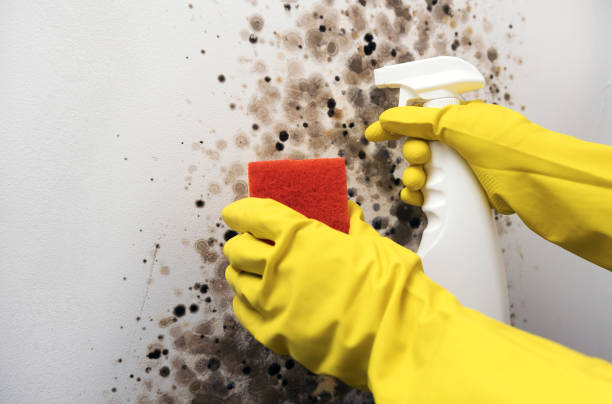 Best Affordable Mold Removal  in Ford City, PA