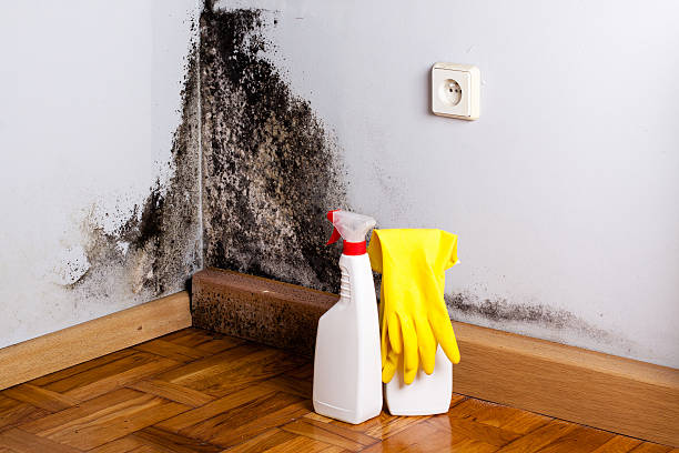 Best Same-Day Mold Removal  in Ford City, PA