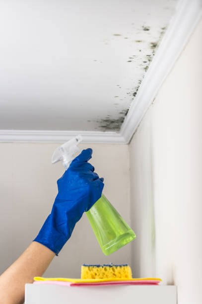 Best Attic Mold Removal  in Ford City, PA